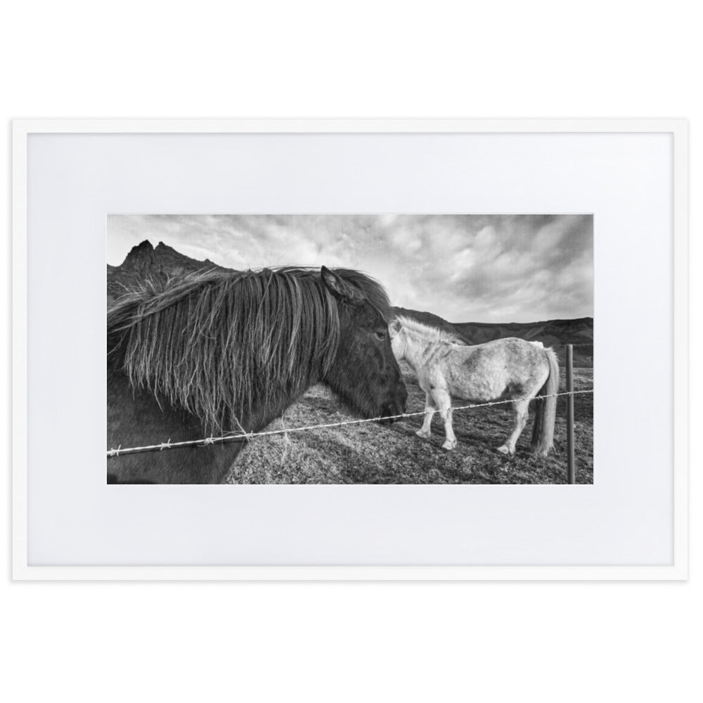 Icelandic Horse Framed Photo With Mat