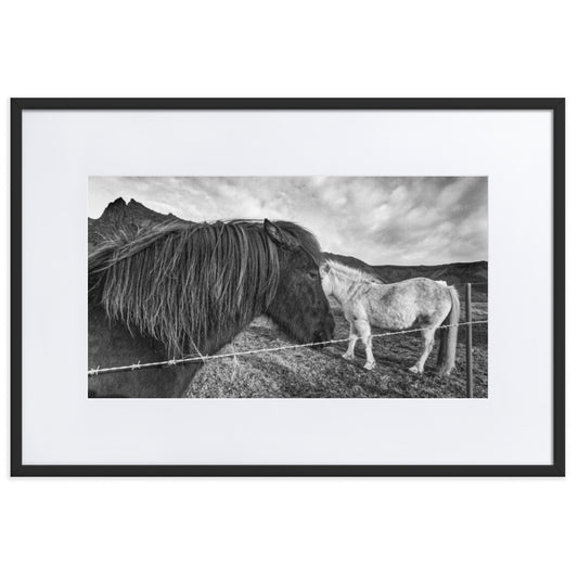 Icelandic Horse Framed Photo With Mat
